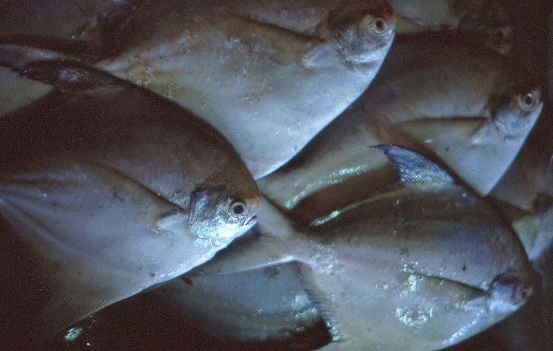 WT 0600 105a33 e001 Singapore Market Scene.jpg